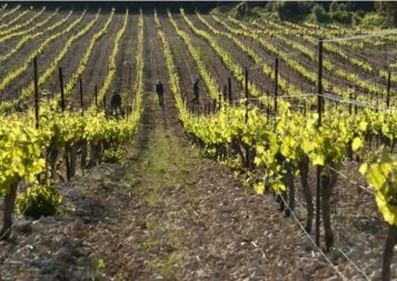 France Bleu Hérault. DDWine, une plateforme de vente de vins locaux lancée à Aniane