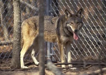 Tarn. Les loups du zoo des Trois vallées transférés dans un autre parc