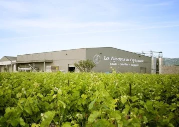 Des eaux usées pour irriguer la vigne ? Dans l'Aude, la révolution est en marche