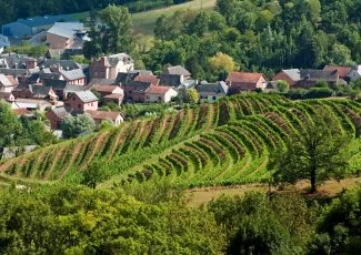 Les Vins du Sud-Ouest en ordre de bataille face au changement climatique
