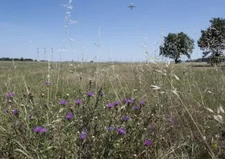 La biodiversité en piste dans les aéroports d'Occitanie avec Hop Biodiversité