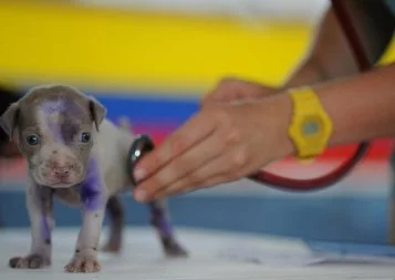 L'école vétérinaire de Toulouse diversifie ses recrutements 