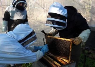 Depuis Toulouse, APIcampus réunit étudiants chercheurs et entreprises au chevet des abeilles