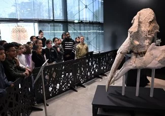 « Nez à trompe » avec un mastodonte au Muséum de Toulouse