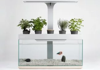 Le Toulousain Nénufarm lance son aquarium-potager autonome