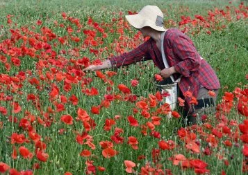  Portes-ouvertes. Les Jardins d'Occitanie fait une fleur au grand public