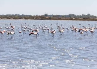 Savez-vous que les salins d'Aigues-Mortes sont la deuxième richesse biologique mondiale ?