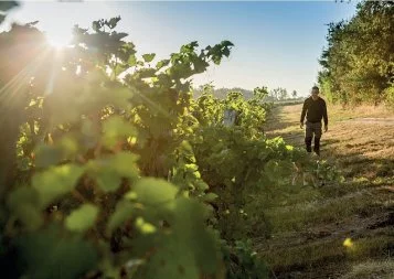 Fronton, le vignoble des cépages uniques au monde