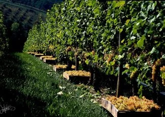 Agriculture. Le Chasselas de Moissac se soigne en musique