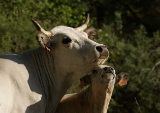 Le groupe Gasconne des Pyrénées ne met pas la charrue avant les bœufs